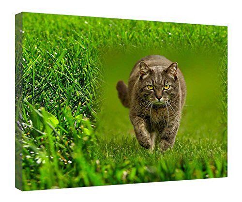 Toile chat Grassy encadrée bois pour créer une ambiance zen dans votre salon moderne