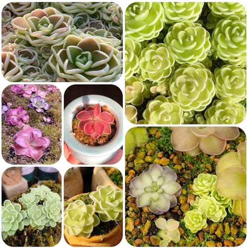 semillas de plantas de butterwort, semillas de plantas carnívoras flores del jardin Plantación de montaña semillas organicas plantas de interior Las plantas de balcón son resistentes 50pcs