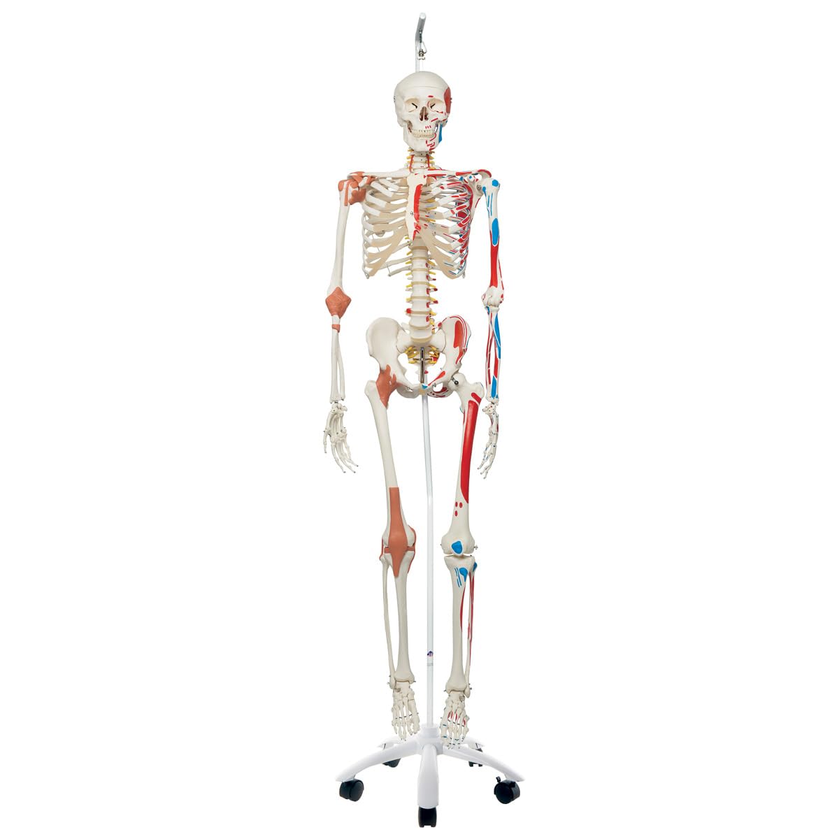 3B Scientific® Menschliches Schädelmodell – Klassisches 3-teiliges lebensgroßes Schädelmodell mit Magnetverbindungen, abnehmbarem Schädeldach & Unterkiefer, + Smart Anatomy App (5 Jahre Garantie)