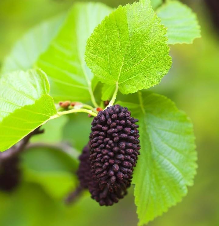 Alnus glutinosa (Aliso Europeo, Aliso Negro) Planta Semillas de árboles, semillas de MySeeds.Co, elige la cantidad (0.14 oz)