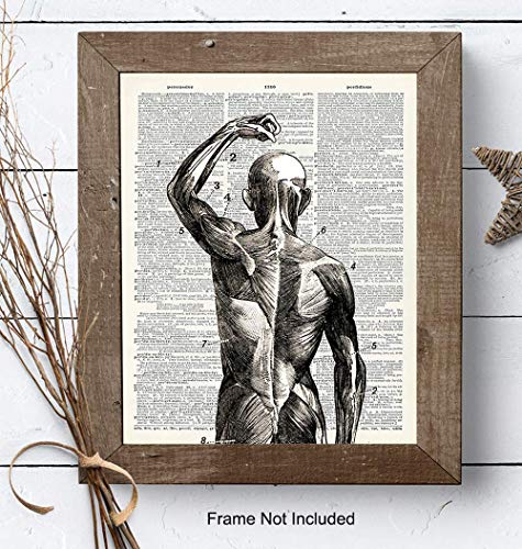 Yellowbird Art & Design Human Anatomy Muscles Wall Art thumb #6