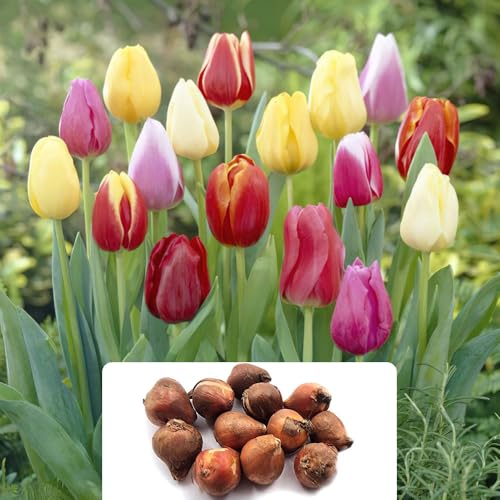 12 Tall Mixed Tulip Bulbs - Perennial Bloomers for Vibrant Garden, Patio, or Decking - Sturdy & Tall - Ideal as Cut Flowers in Spring Splendour - Cultivated for UK Climate Conditions