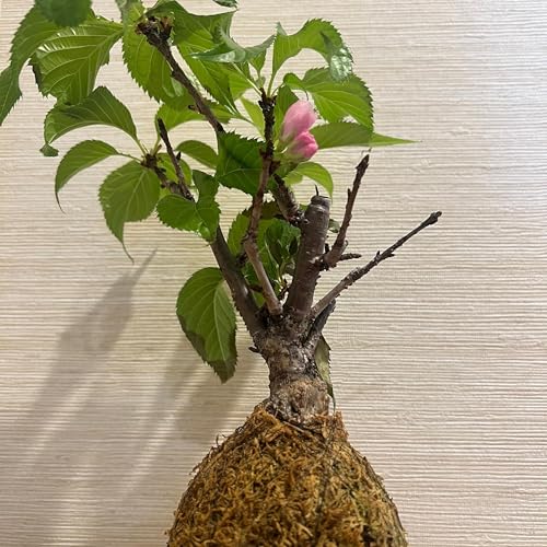 『ज़ेन बोनसाई वाइब्स – जापान से रोज़ाना कहानियाँZen Bonsai Vibes – Daily Stories from Japan』のカバーアート