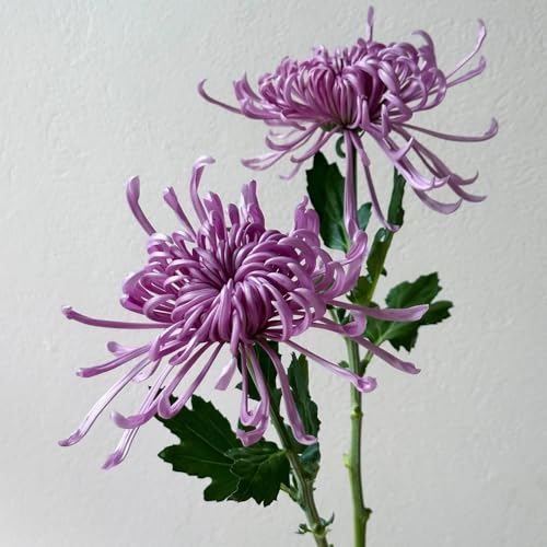 Semi resistenti di crisantemo di campo, aiuole rialzate di crisantemo, ombra Balcone, resistenti 400pcs