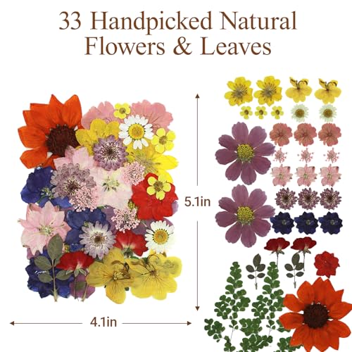 Kit de flores prensadas AZY con 33 piezas naturales secas miniatura 6
