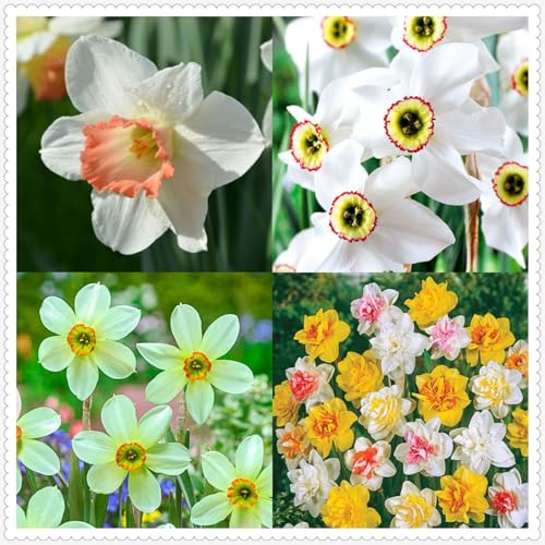 Narciso Bulbi,piante erbacee perenni,Narcisi bulbi rosa,narciso fiore bulbi,Narcisi Bulbi mix,bulbi di fiori doppi,Bulbi belli e sani,Daffodil bulbi(senza semi,non artificiali)-4bulbi-B