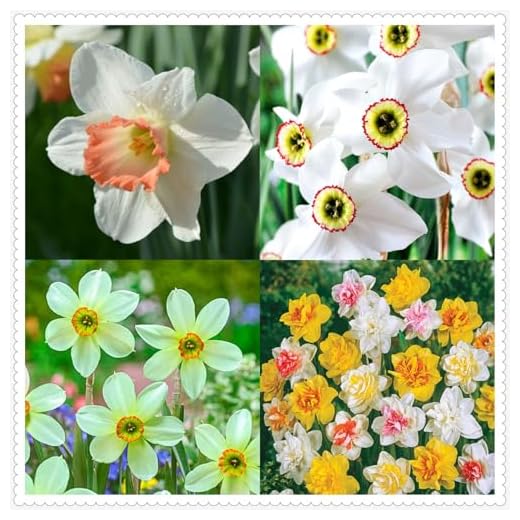 Narciso Bulbi,piante erbacee perenni,Narcisi bulbi rosa,narciso fiore bulbi,Narcisi Bulbi mix,bulbi di fiori doppi,Bulbi belli e sani,Daffodil bulbi(senza semi,non artificiali)-4bulbi-B