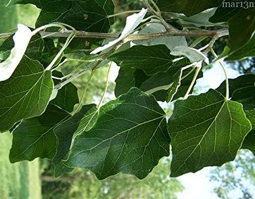 50 Hybrid Poplar Tree Cuttings - Fast Growing Trees - Grow 50 Cottonless Poplar Trees