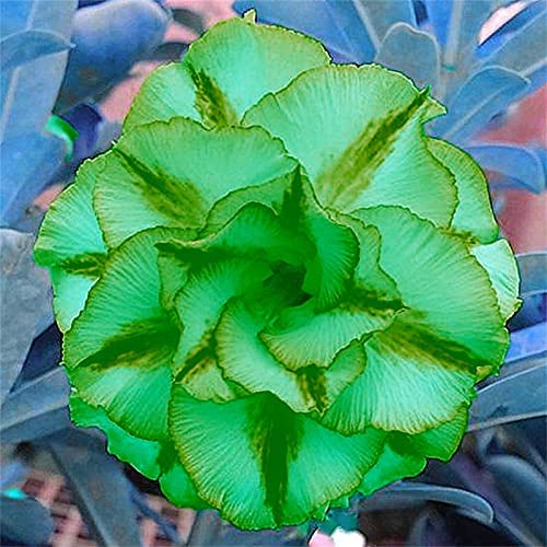 Wüstenrose Rhizome - Adenium Wüstenrose Mit Bunten Blüten