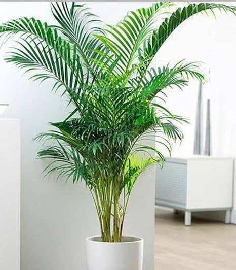 Areca Palm Air Live Plant mini height with beautiful plastic Pot & Colour full Pebbles for Outdoor & Indoors Home Decoration (B0CQZ3MGJ1) Amazon Price History, Amazon Price Tracker