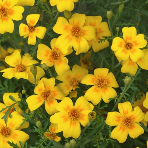 Tagetes Golden Gem Seeds – Fragrant with a Mass of Mini Marigold Flowers – Half Hardy Annual – for Your Beautiful Garden