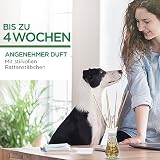 Air Wick Duftstäbchen – Raumduft Sommervergnügen – 1 x 30 ml Lufterfrischer für die Wohnung