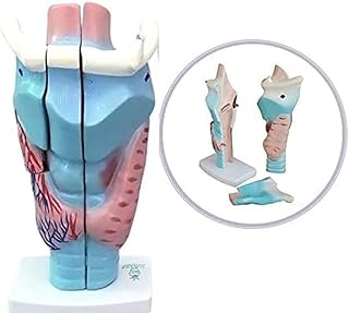 Professional Magnified Human Larynx Joint Simulation Model Medical,Full Anatomical Model, for Anatomy, Art
