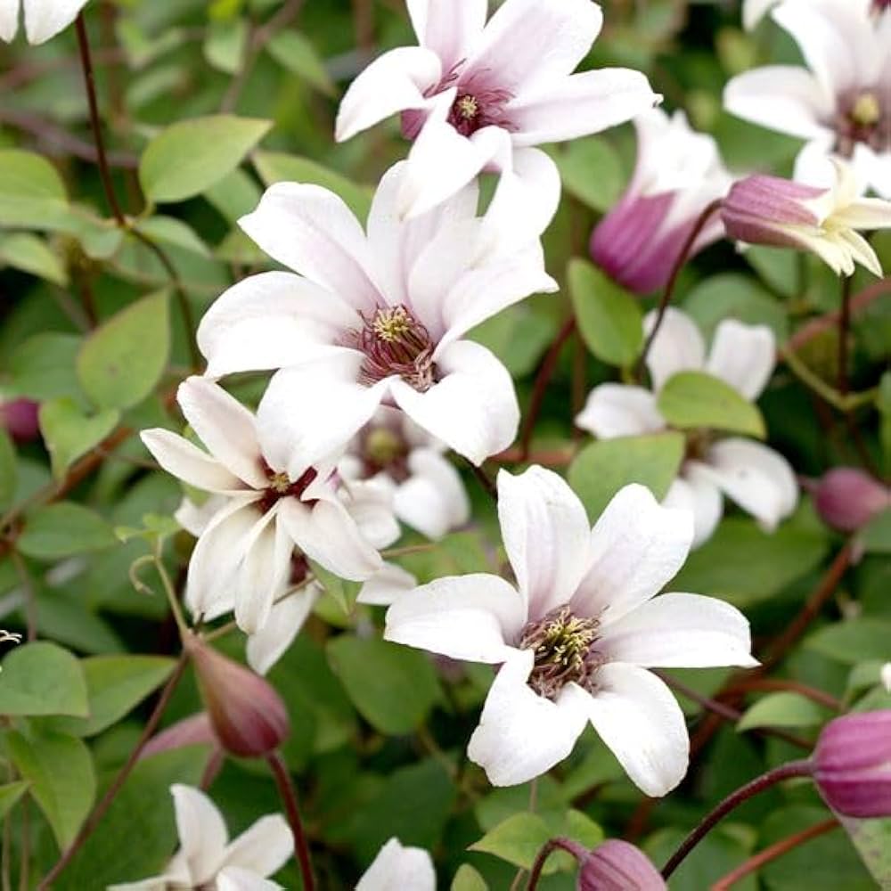 クレマチス　苗 Amazon.co.jp: クレマチス 苗 プリンセス ケイトPVP 1株 / 国