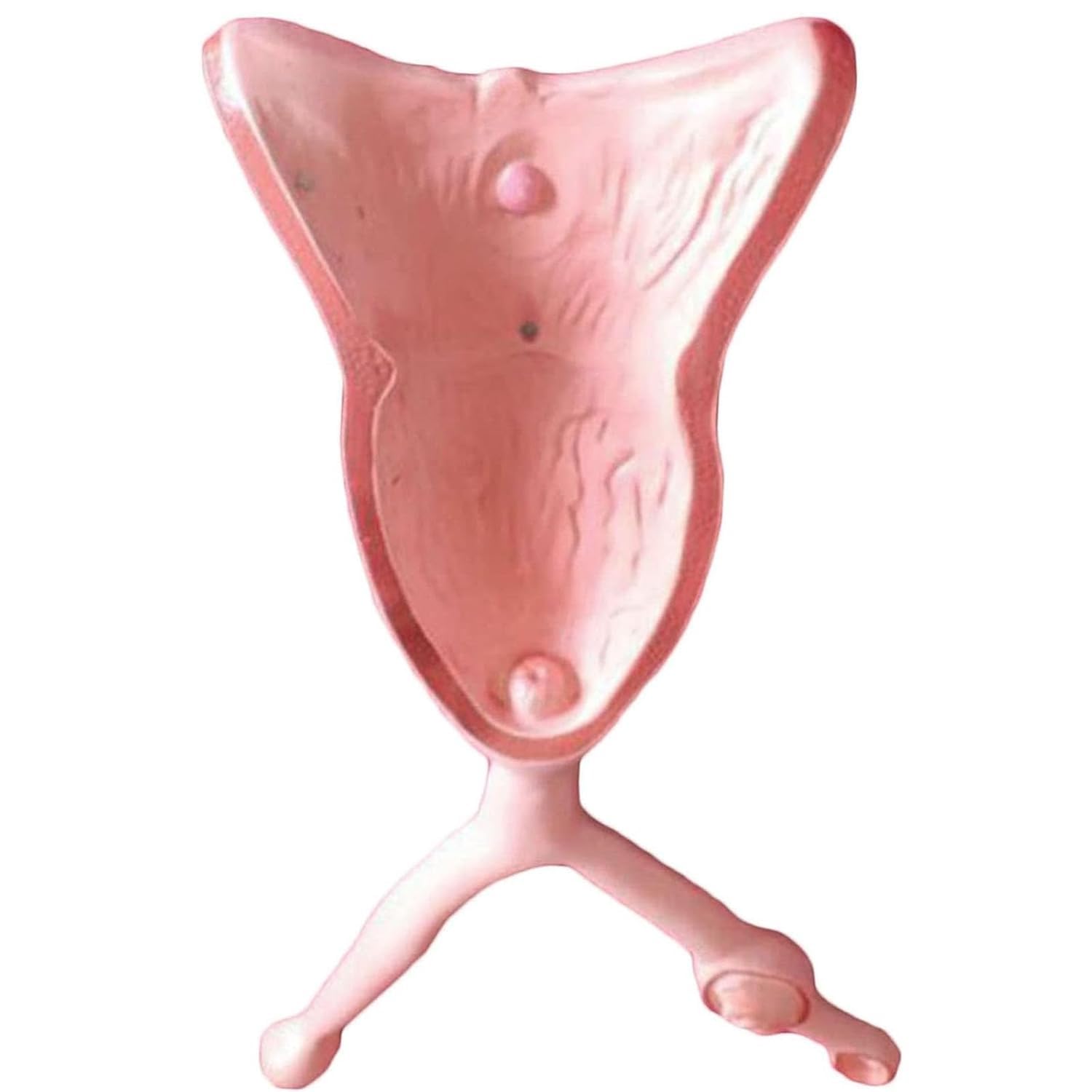 Model anatomiczny pęcherza jajnika macicy psa – narzędzie do szkolenia weterynaryjnego dla studentów i profesjonalistów
