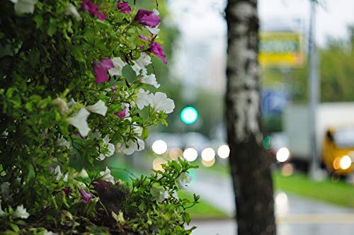 Amazon.co.jp: HELIOS 44M-4 58mm F2 ロシアレンズ ペンタックス レア