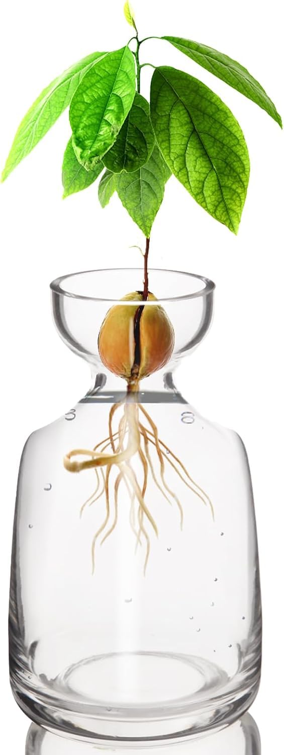 Avocado Seed Starter Vase - Grow Your Own Avocado Tree Unique Glass Planting Planter Gardening Lovers Start Your Green Journey Now
