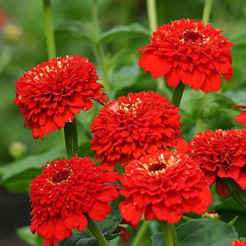 Park Seed Semillas para Plantar Flores de Zinnia, Fáciles de Cultivar, Perfectas para Jardín de Primavera, Zinderella Red, Paquete de 25