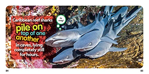 Weird But True! Sharks - Image 3