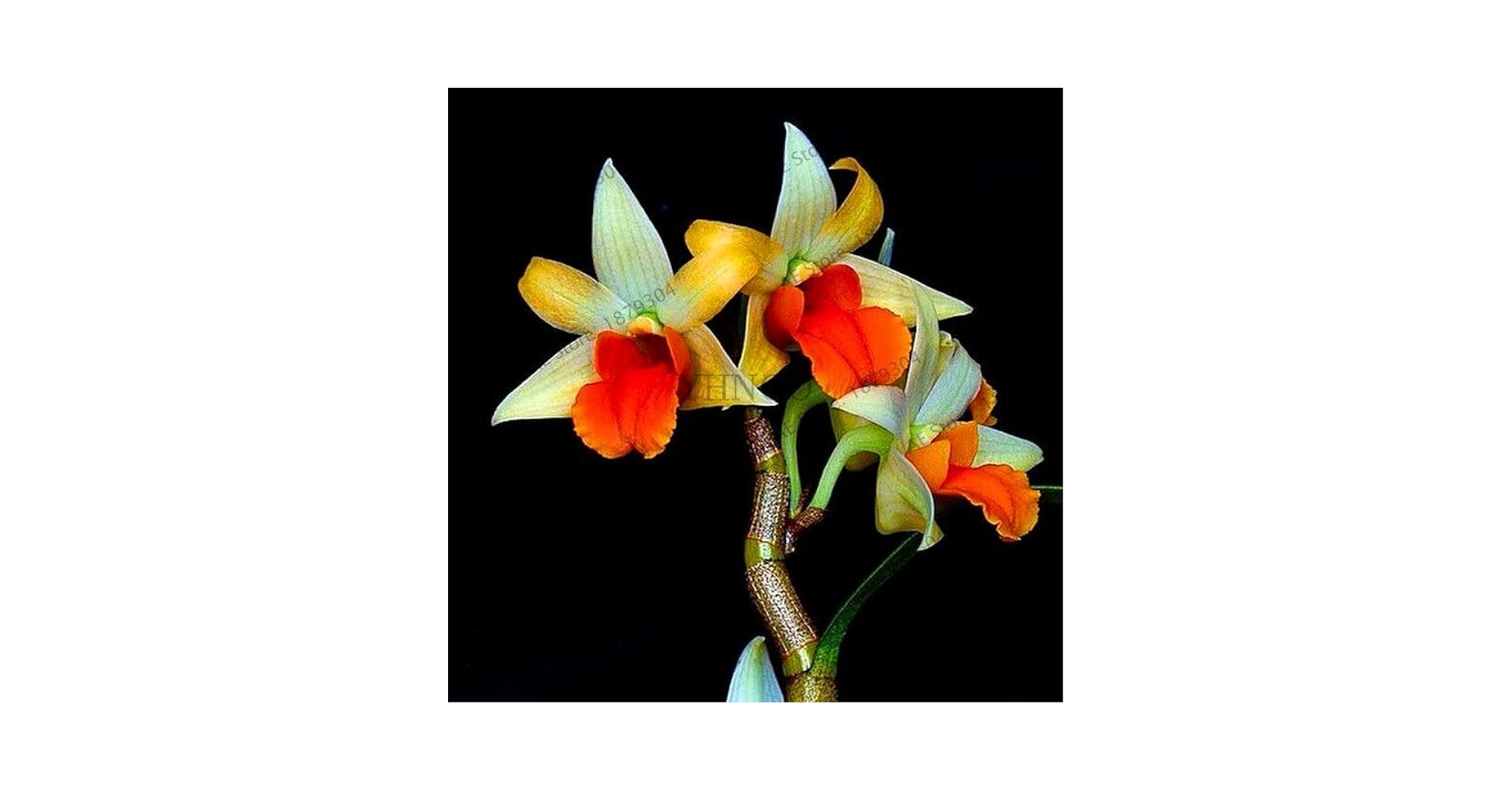 洋書 Orchid Species Culture : Dendrobium Orchid Species