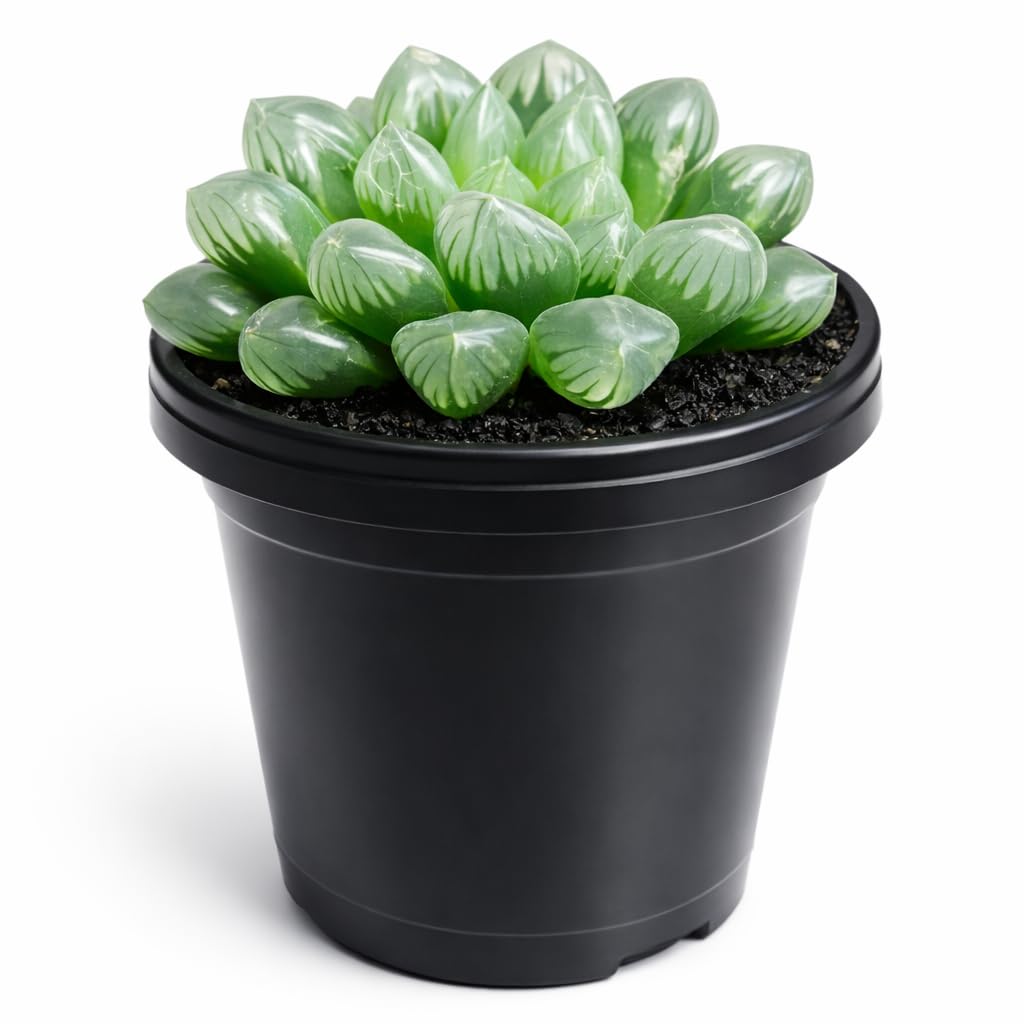 Haworthia Cooperi Live Plant | Transparent Window Succulent | Easy-Care Indoor Plant for Home & Office Decor (Haworthia Cooperi Plant)-image-9