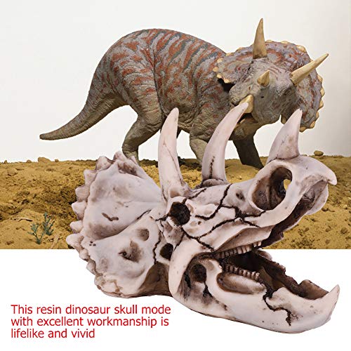 Atyhao Harz Dinosaurier Triceratops Schädel Modell Simuliertes Skelett Home Office Display Dekorative Handwerk