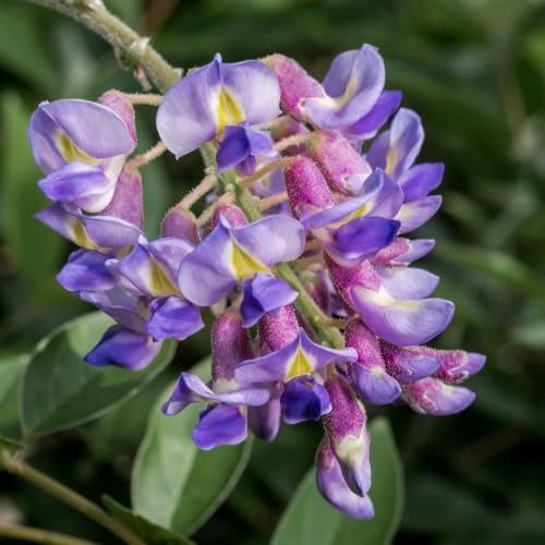Image of Wisteria Macrostachya Blue Moon Climbing Plant - Fragrant Lavender-Blue Blooms in 3 Litre Pot - Hardy Cottage Garden Classic - Thompson & Morgan