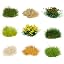 Green,dry Yellow