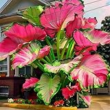 La Oreja de Elefante tiene hojas anchas, similares a las orejas de elefante, que alcanzan más de un metro de diámetro.