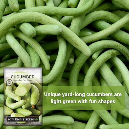 Sow Right Seeds - Armenian Pale Green Cucumber Seeds for Planting - Non-GMO Heirloom Packet with Instructions to Plant and Grow a Home Vegetable Garden - Yard Long Variety for Outdoors (1) - Thumbnail 3