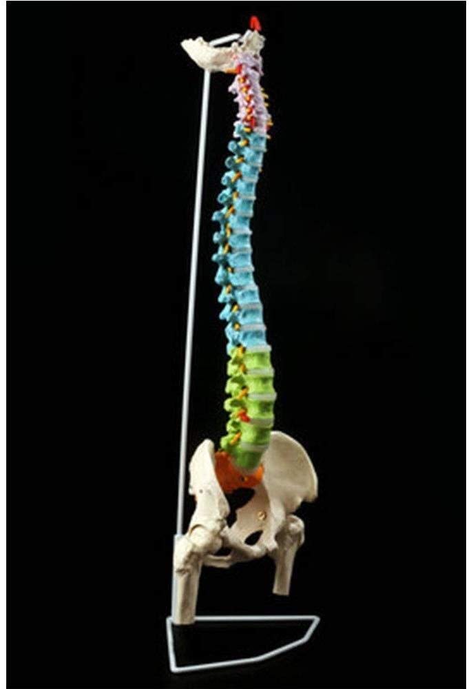 FANg Human anatomical model Color Vertebral Body Human Spine Model Human Bone Model Large Vertebra Adult 1:1 with Thoracic Pelvis Vertebral Bone Human torso model