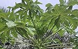 Fresh Papaya Leaves (8 oz.)