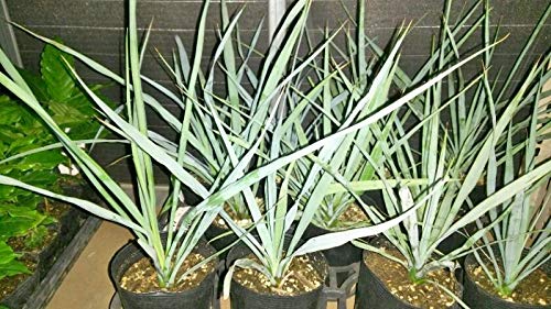 Amazon.co.jp: プランツネット(Plants Net) 観葉植物 ユッカ