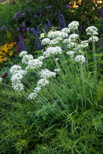 Allium tuberoseum - Garlic Chives - 150 Seeds - Allotment Container Herb or Gravel Garden