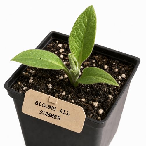 Smoke Camp Crafts Comfrey Plant Symphytum officinale Beautiful Knitbone Plants Garden Decor 2.5 Pot