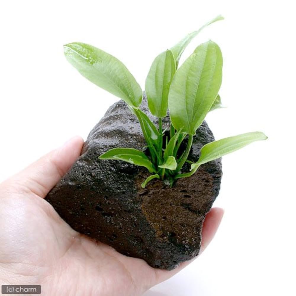 エキノドルス　水上葉　親株　6種類、限定1セットのみ！早いものがち！ おまかせエキノドルス2種(水中葉)(無農薬)(2株) | チャーム