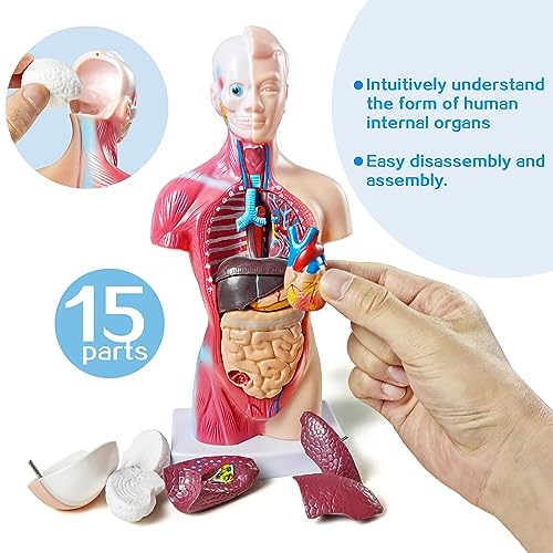 NEW HORIZON Human Anatomy Torso Model 10.5 Inch Anatomical Assembly Model of Human Organs 15 PCS Removable Organs School Medical Education Display with Detailed Installation Manual by NEW HORIZON - Image 5