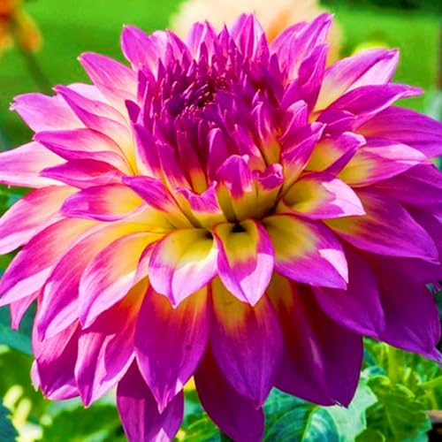 Dalia Raro Facile Da Mantenere, Crescita Rapida, Bellissimo Giardino-4Bulbi-h