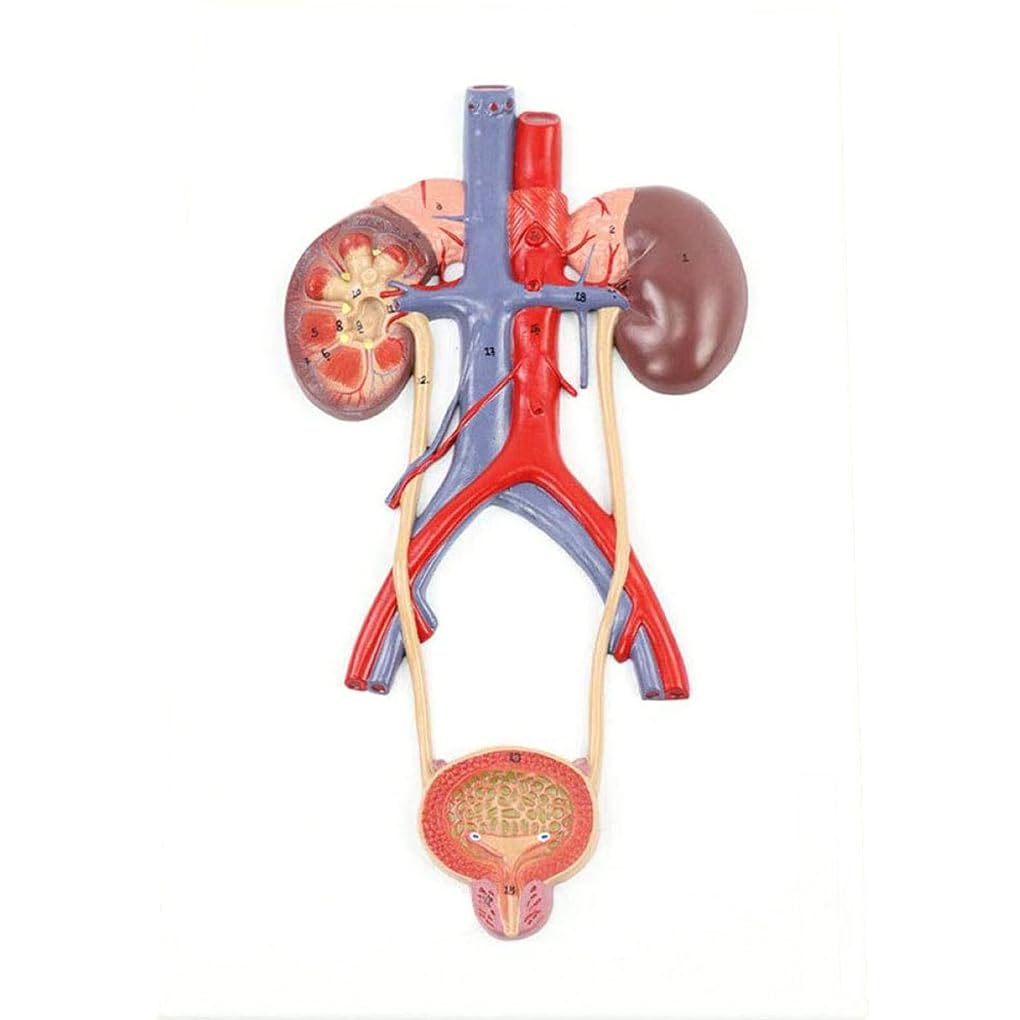 Modell des Menschlichen Harnsystems, Modell Der Niere, Harnleiter, Blase, Harnröhre, Medizinische Urologie (Relief), Modell Der Menschlichen Niere, Arteriovenöses Modell, Lehre