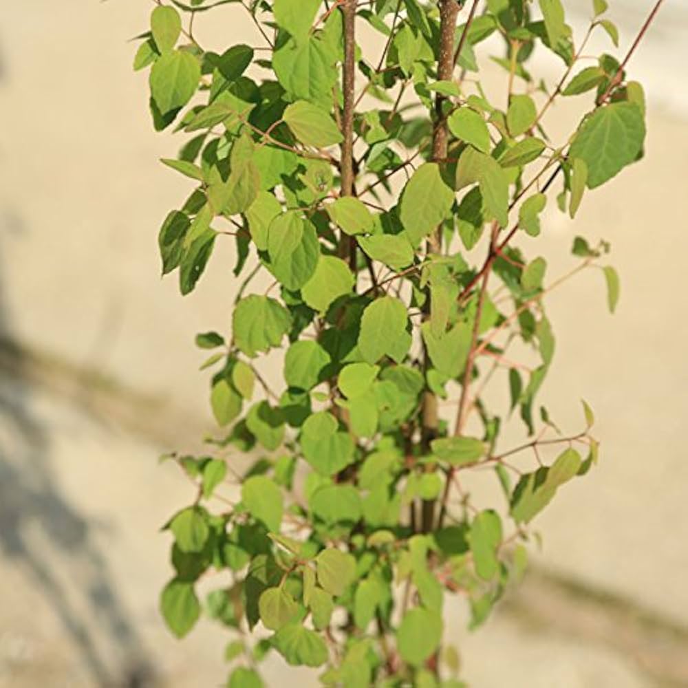 カツラ(桂)本株立3.7M(鉢底から) カツラ(桂)本株立3.7M(鉢底から)