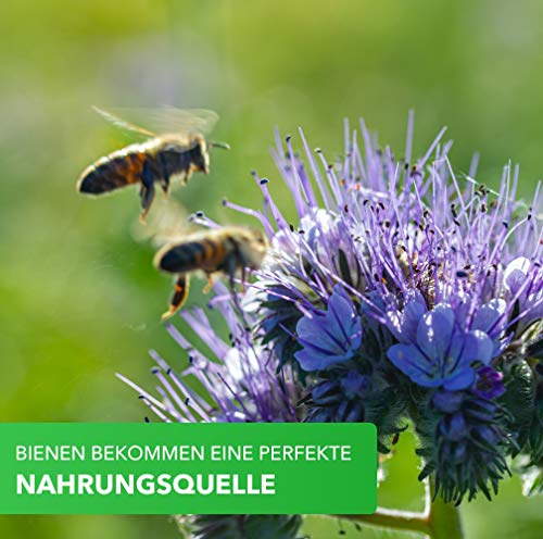 Magic of Nature Balkonkasten Mischung - 10g Samen - Bienenfreundliche Pflanzen - Kinderleichte Anwendung - Bienen… – Bild 6