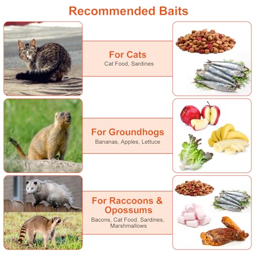 Moclever Live Animal Cage Trap Humane Cat Trap Cage Catch Release Live Animal Rodent Cage Collapsible Galvanized Wire for Rabbits, Stray Cat, Raccoon, Groundhogs, Mole,Gopher,Opossum-30.5X11.81X11 in