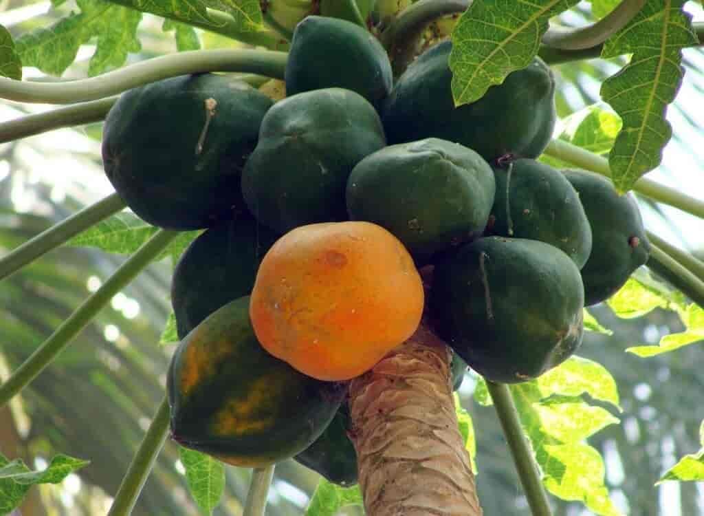 Desi papaya seeds for planting || Planting seeds for dasi papaya || Pepe seeds (1000 seeds) (B0CPCWBV8N) Amazon Price History, Amazon Price Tracker