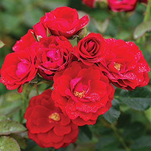 Heirloom Roses Climber Rose Plant - Cherry Frost™ Red Rose
