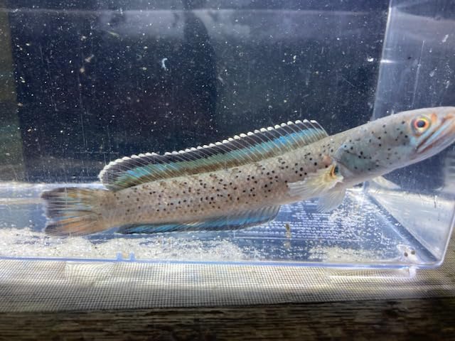 Amazon | (熱帯魚)(スネークヘッド)チャンナ・ビプリ 1匹(生体 Amazon | (熱帯魚)(スネークヘッド)チャンナ・ビプリ 1匹(生体
