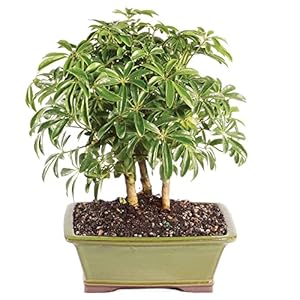 Brussel’s Bonsai Live Hawaiian Umbrella Indoor Bonsai Tree – 3 Years Old; 7″ to 10″ Tall with Decorative Container