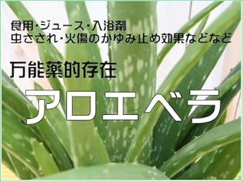 Amazon アロエベラ 食用アロエ ジュース 万能薬 4号鉢 観葉植物 オンライン通販 Amazon アロエベラ 食用アロエ ジュース 万能薬 4号鉢 観葉植物 オンライン通販