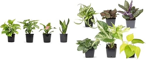 Plantas de interior fáciles de cultivar (paquete de 6) + colección clásica de plantas de interior (4 unidades)  Surtido de plantas para el hogar y