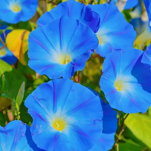 KVITER 100 Heavenly Blue Morning Glory Seeds for Planting (Ipomoea Tri