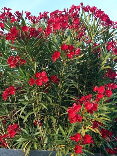 Image of Live Red Kaner Plant | Oleander Flowering Plant Live with Pot | Red Kaner Outdoor Shrub | Evergreen Flowering Plant for Home Garden, Balcony & Terrace
